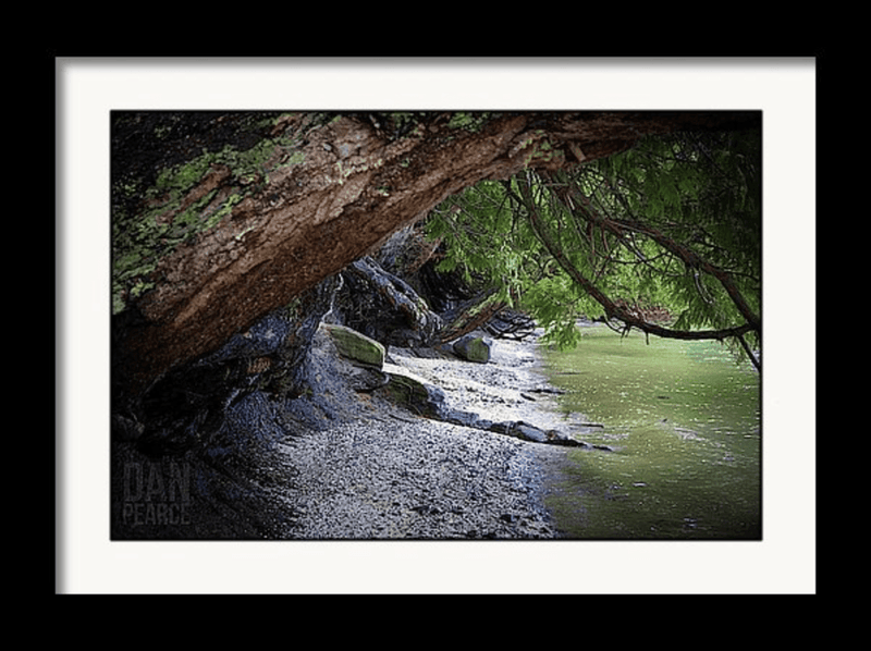 Photography Print: Where the Forest Meets the Sea - Dan Pearce Sticker Shop