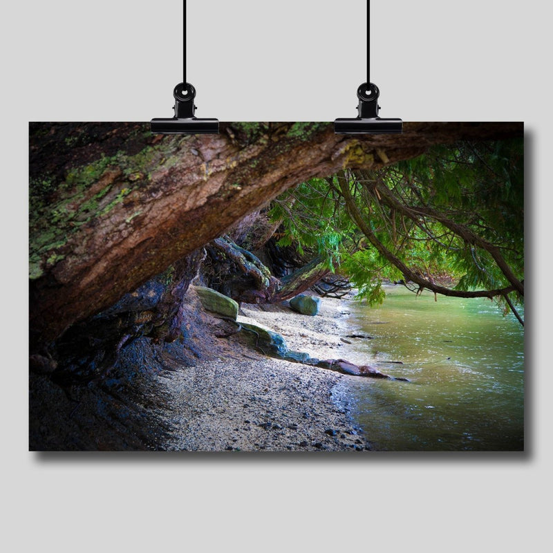 Photography Print: Where the Forest Meets the Sea - Dan Pearce Sticker Shop