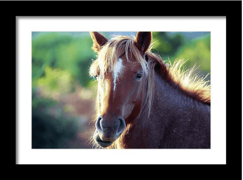 Photography Print: Wild English Horse - Dan Pearce Sticker Shop