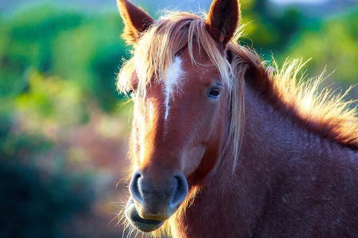 Photography Print: Wild English Horse - Dan Pearce Sticker Shop