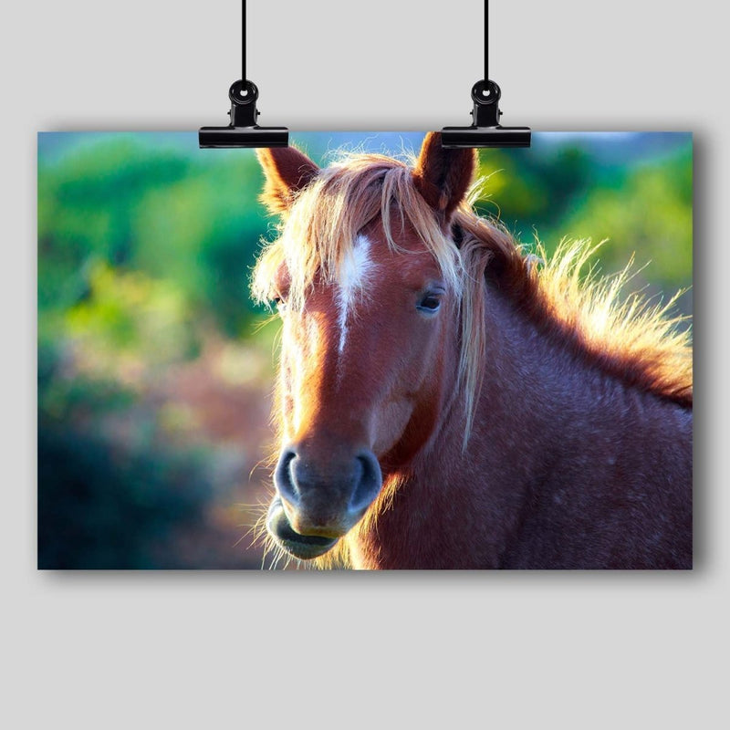 Photography Print: Wild English Horse - Dan Pearce Sticker Shop