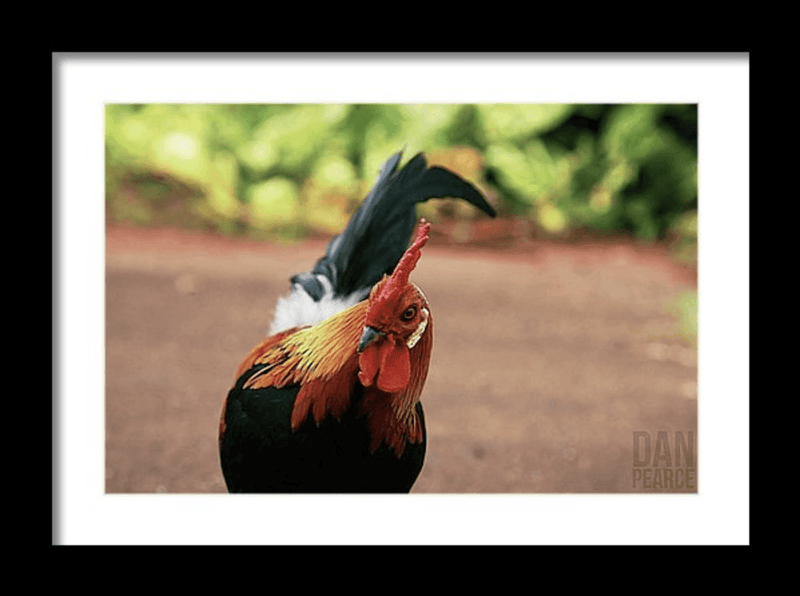 Photography Print: Wild Rooster in Hawaii - Dan Pearce Sticker Shop