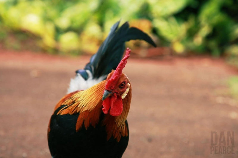 Photography Print: Wild Rooster in Hawaii - Dan Pearce Sticker Shop