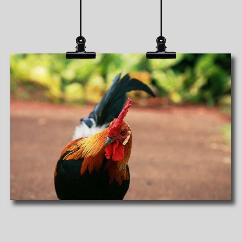 Photography Print: Wild Rooster in Hawaii - Dan Pearce Sticker Shop