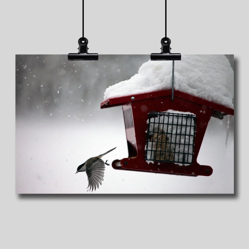 Photography Print: Winter Bird Feeder - Dan Pearce Sticker Shop