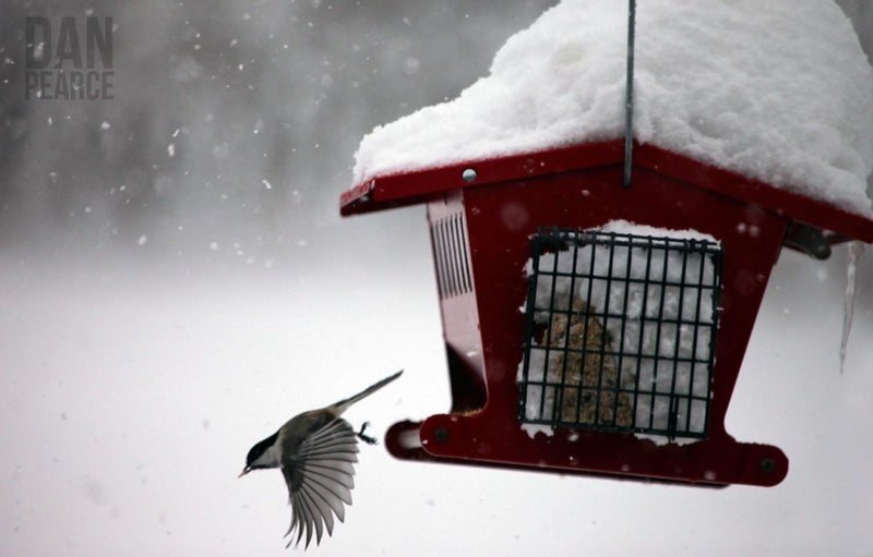 Photography Print: Winter Bird Feeder - Dan Pearce Sticker Shop