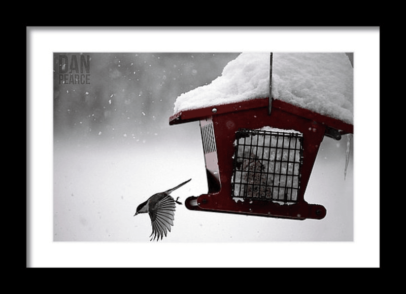 Photography Print: Winter Bird Feeder - Dan Pearce Sticker Shop