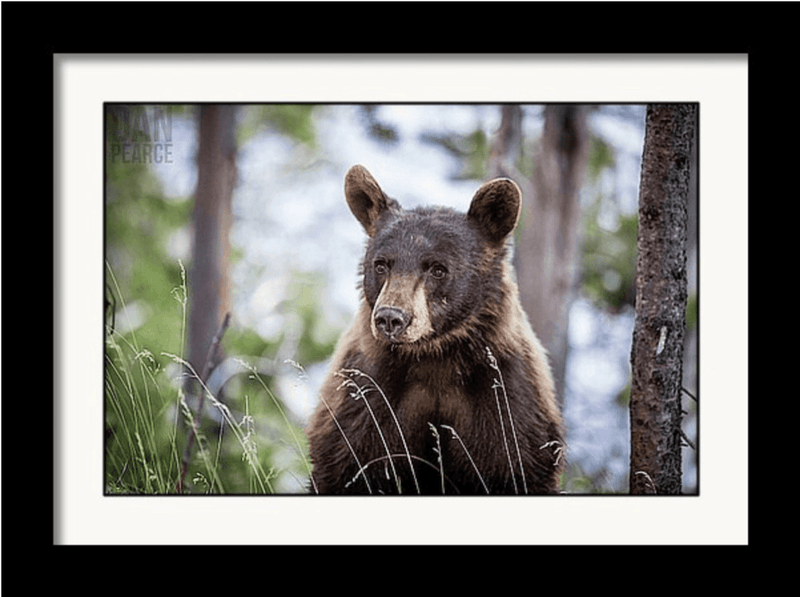 Photography Print: Young Black Bear - Dan Pearce Sticker Shop