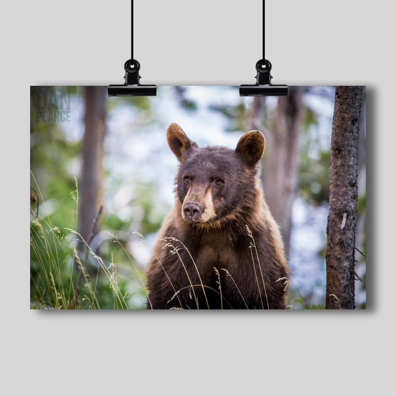 Photography Print: Young Black Bear - Dan Pearce Sticker Shop