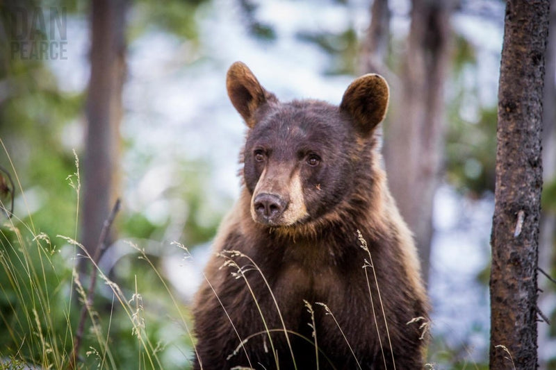 Photography Print: Young Black Bear - Dan Pearce Sticker Shop