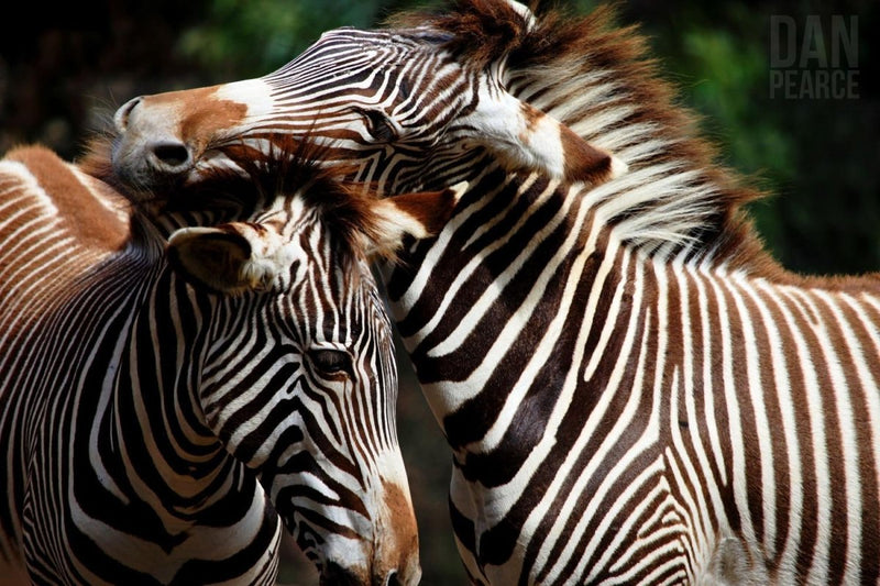 Photography Print: Zebra Affection - Dan Pearce Sticker Shop