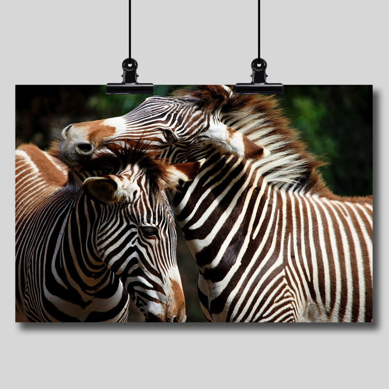 Photography Print: Zebra Affection - Dan Pearce Sticker Shop