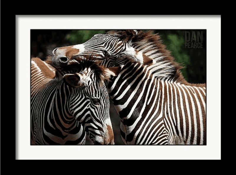 Photography Print: Zebra Affection - Dan Pearce Sticker Shop