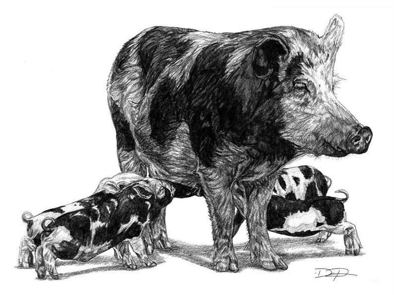 "Pigs" Original Artwork 11 x 14 - Dan Pearce Sticker Shop