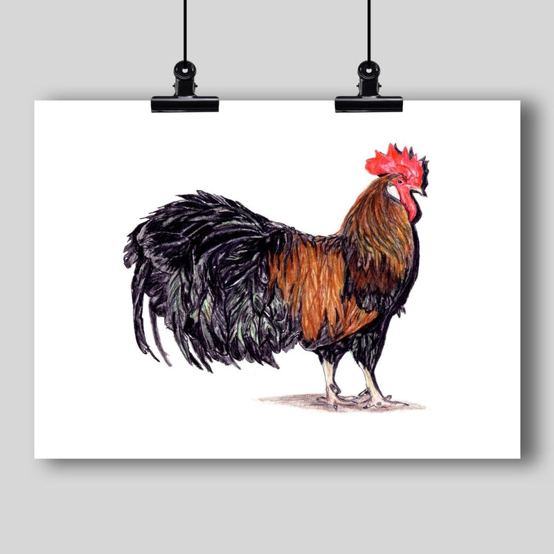 Rooster Fine Art Print - Dan Pearce Sticker Shop