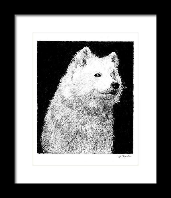 Samoyed Dog Fine Art Print - Dan Pearce Sticker Shop