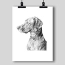 Vizsla Dog Fine Art Print - Dan Pearce Sticker Shop